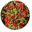 hawthorn berry