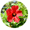 hibiscus