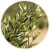 olive leaves